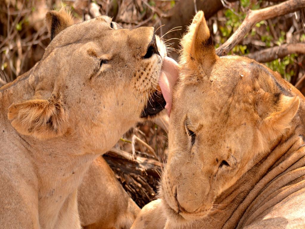 Ikweta Safari Camp Hotel Maua Eksteriør billede