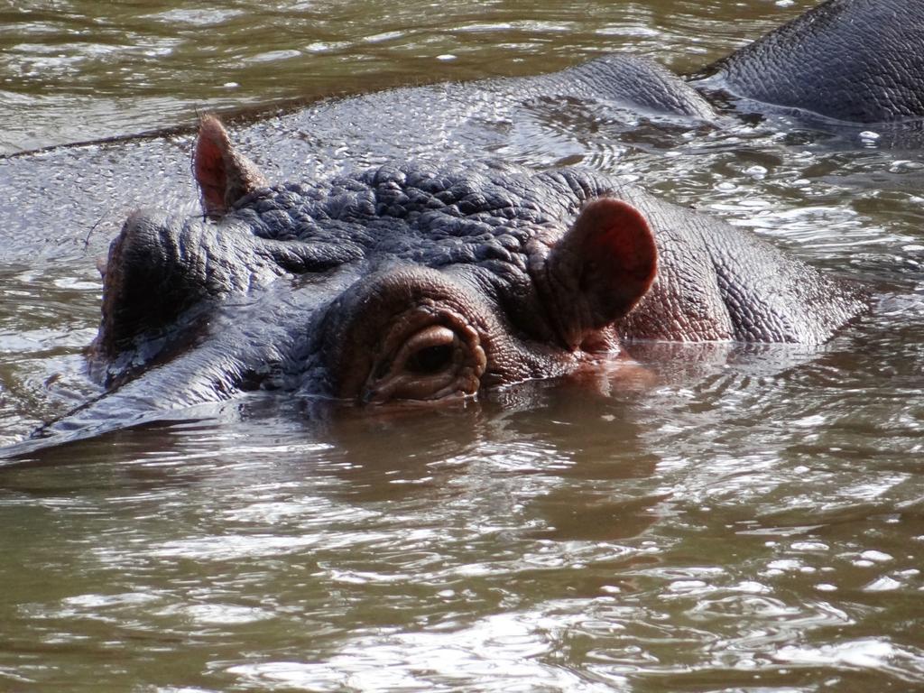 Ikweta Safari Camp Hotel Maua Eksteriør billede