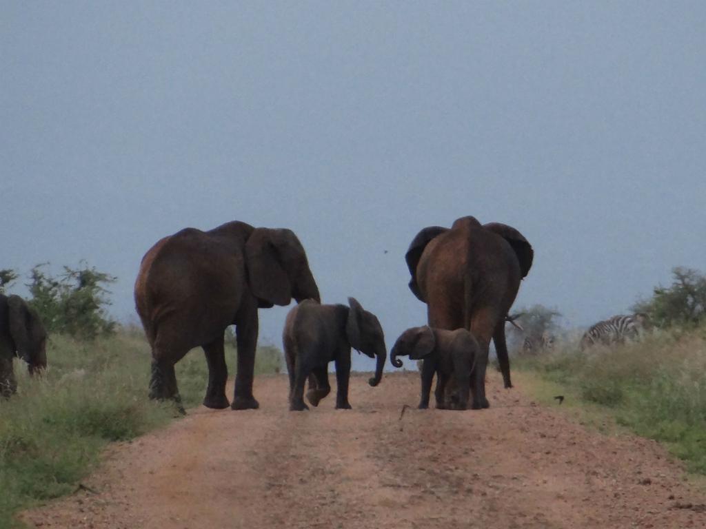 Ikweta Safari Camp Hotel Maua Eksteriør billede